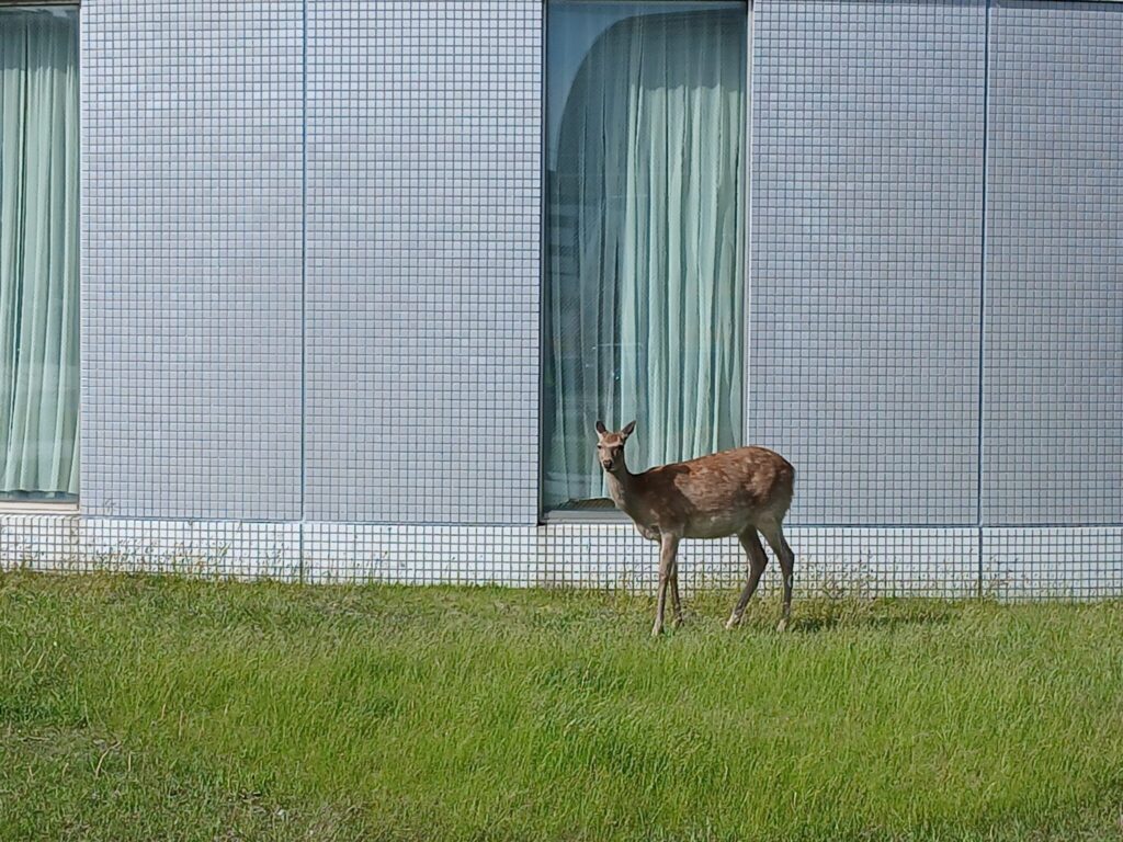 稚内の街中で見かけた鹿