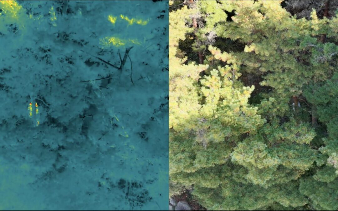 熊対策に備えた赤外線ドローンの見え方検証レポート（松本市）